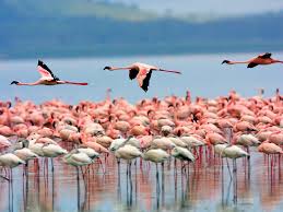 Lake Nakuru